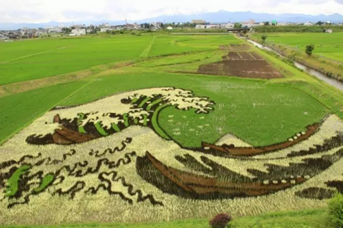 打造鄉村振興景觀利器—稻田畫